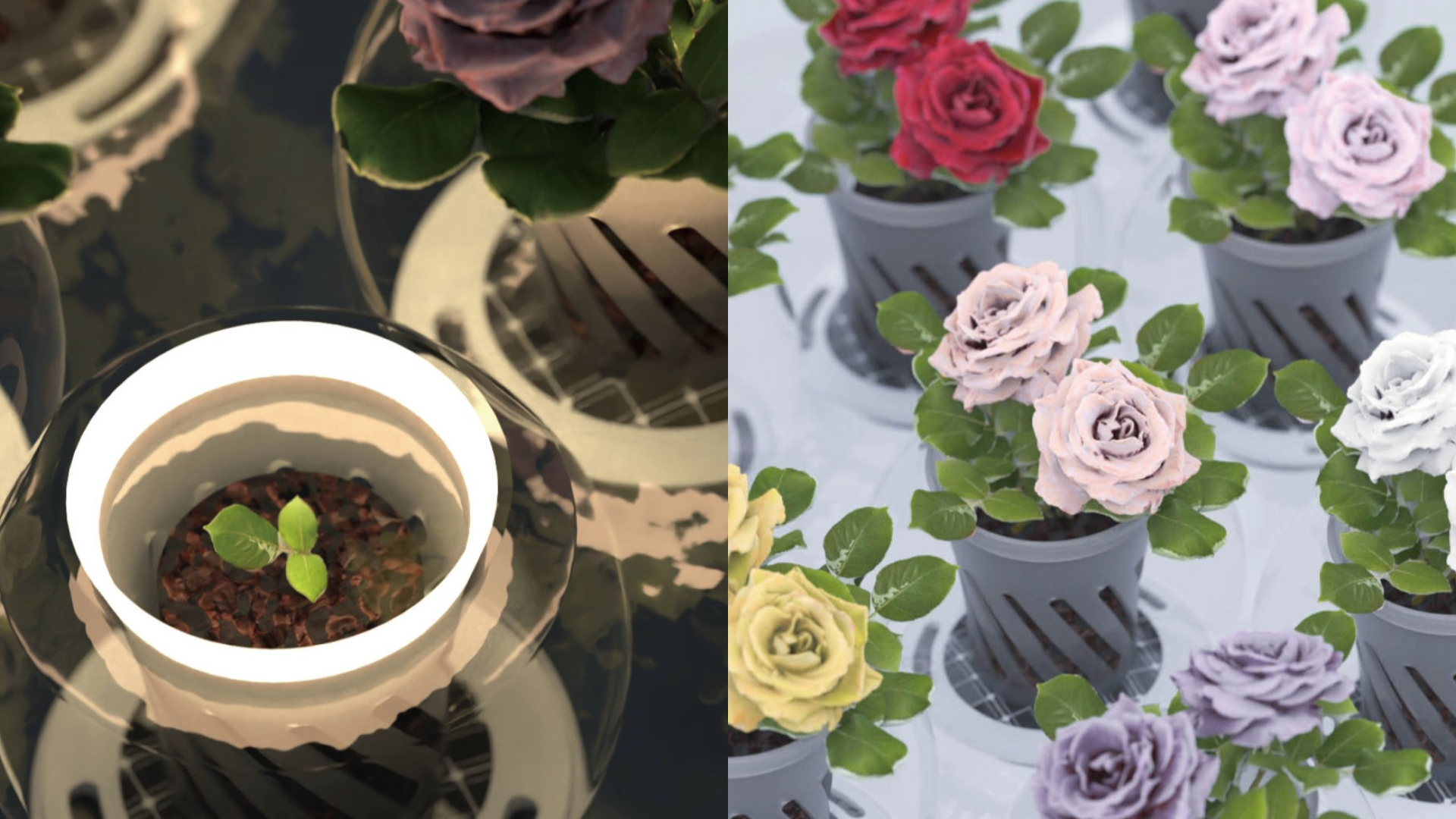 Living Bubbles story